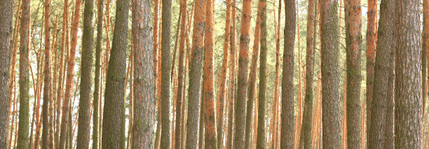 松林全景图片下载