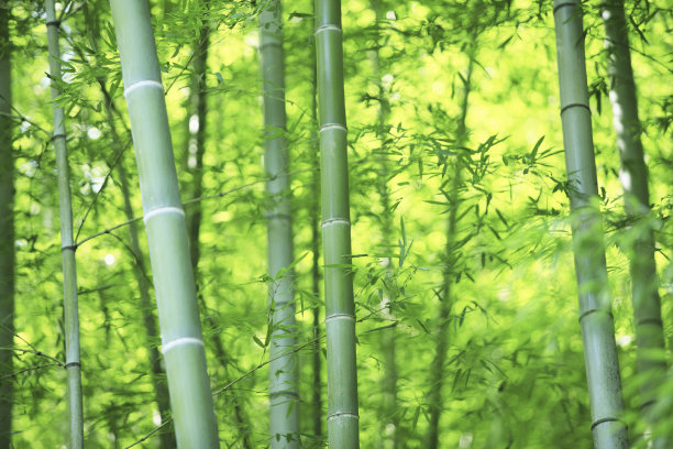 竹林图片下载
