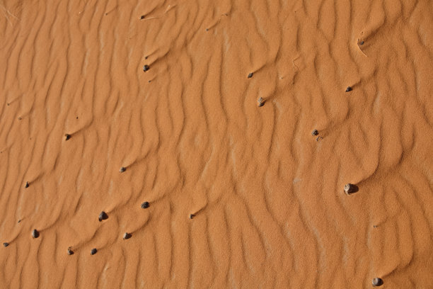 沙漠中沙丘的形态细节，沙漠的自然和景观。摩洛哥马拉喀什,非洲图片下载