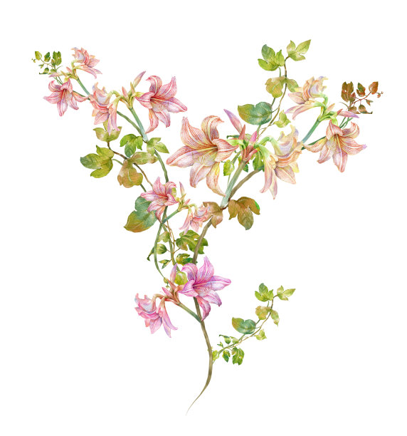 水彩画的叶子和花，在白色的背景图片下载