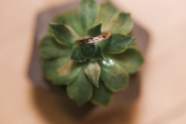 结婚戒指躺在多肉。漂亮的钻石结婚金戒指图片下载