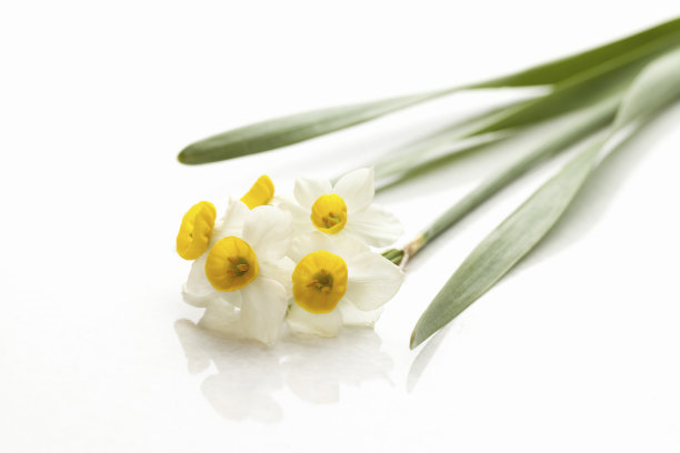 白背白水仙图片下载