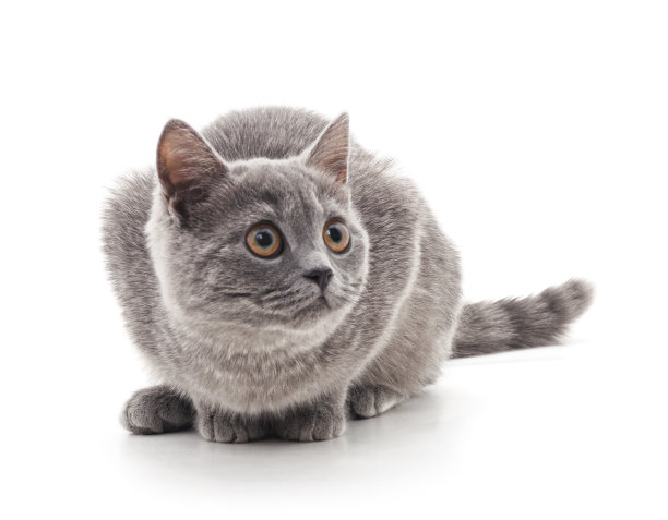 灰色的猫。图片下载