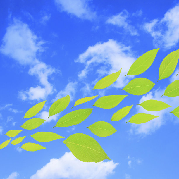 空出新鲜的绿叶图片下载