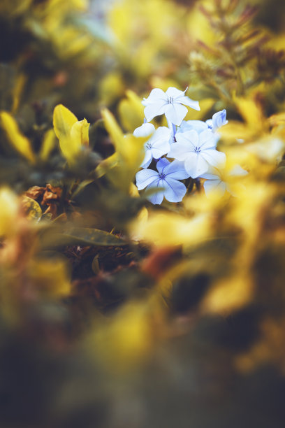 许多软蓝色装饰花园花在绿色的黄色草地背景在秋季花床在傍晚的阳光。户外复古自然照片图片下载