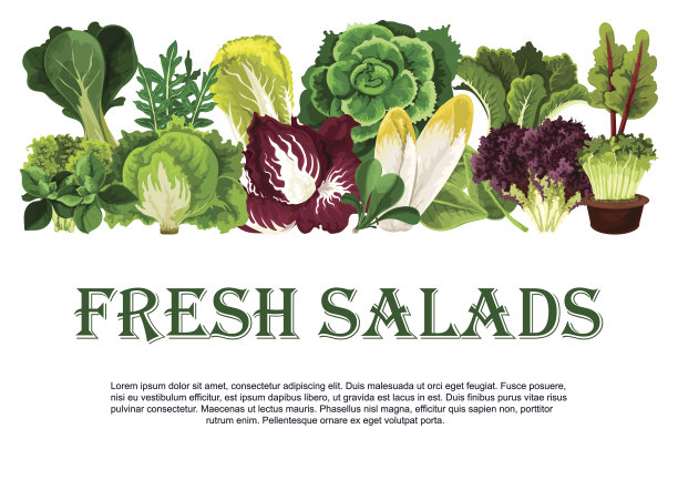 矢量海报的新鲜沙拉叶蔬菜图片下载