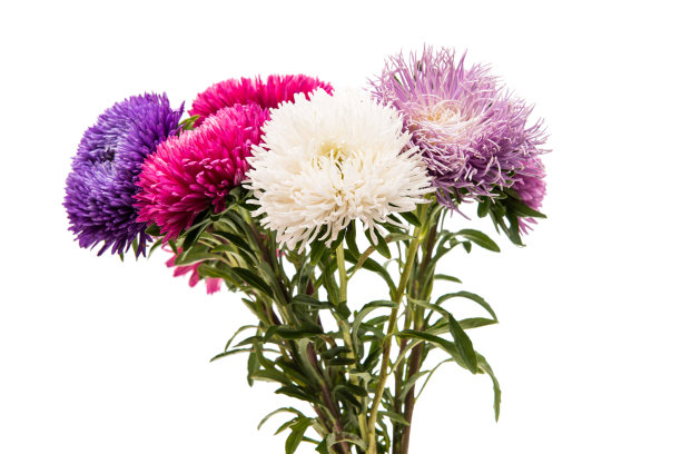 Aster花孤立图片下载