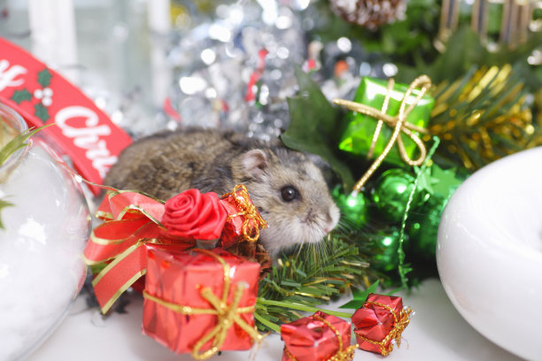 琼加里安仓鼠图片下载