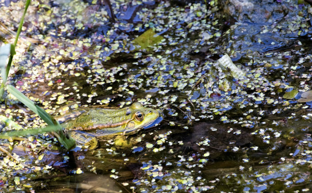 池塘里绿色的青蛙图片下载