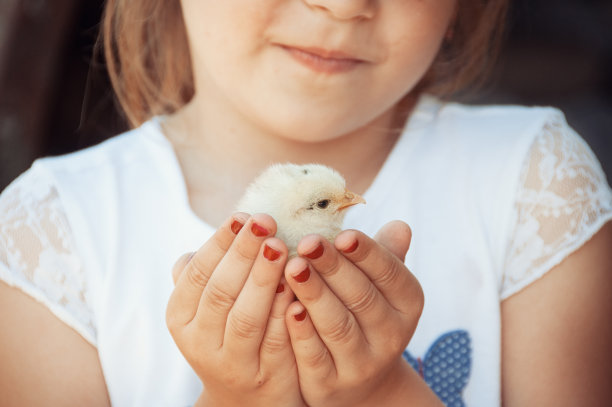 快乐的小女孩手里拿着一只鸡。孩子与家禽。近距离观察小鸡在女孩的手。选择性聚焦和暖色照片。国内的动物。图片下载