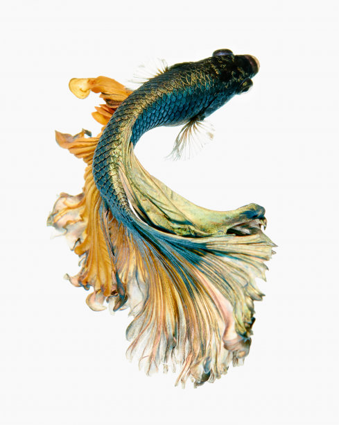 搏鱼鱼图片下载