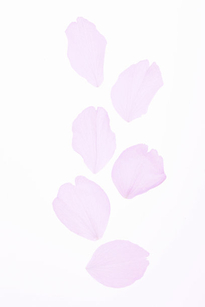 浪漫樱花图片素材ID：309396696