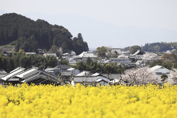 油菜花图片素材ID：309397794