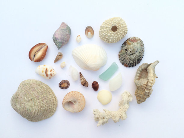 海洋的珍宝图片下载