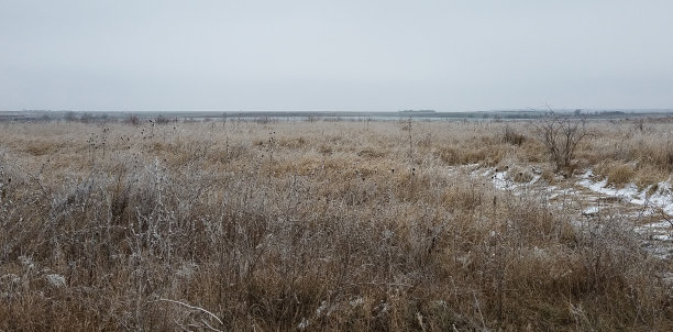 冻僵的田野上枯萎的蓟图片下载