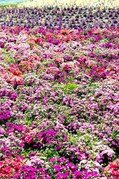 五颜六色的花三色堇图片下载