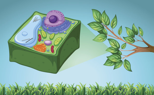 植物细胞和绿叶图片下载