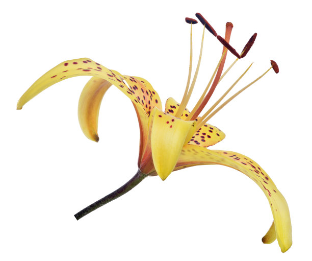 虎黄色百合在白色上开花图片下载