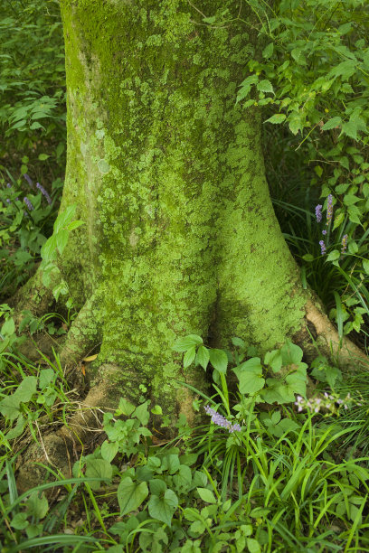 树设计材料图片下载