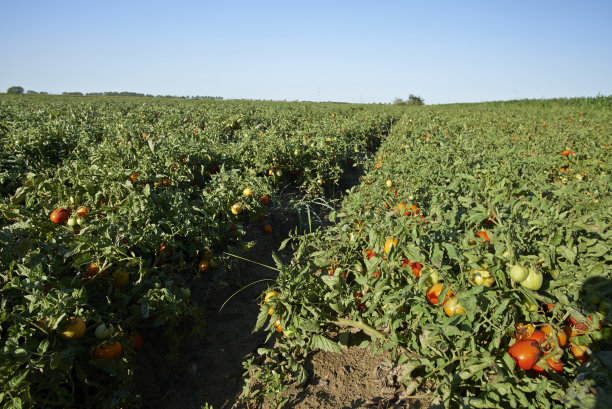 西红柿图片下载