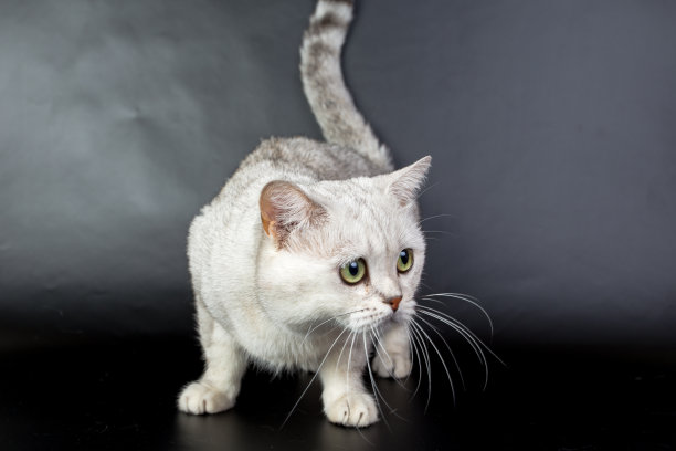 英国白猫孤立在黑色背景下，照相馆照片图片下载