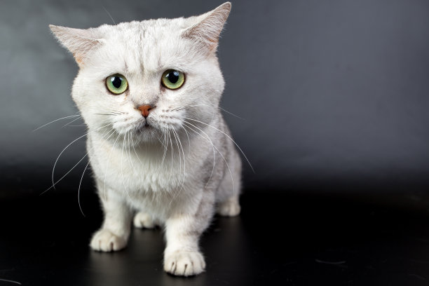 英国白猫孤立在黑色背景下，照相馆照片图片下载