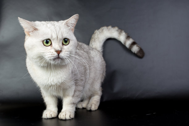 英国白猫孤立在黑色背景下，照相馆照片图片下载