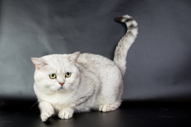 英国白猫孤立在黑色背景下，照相馆照片图片下载