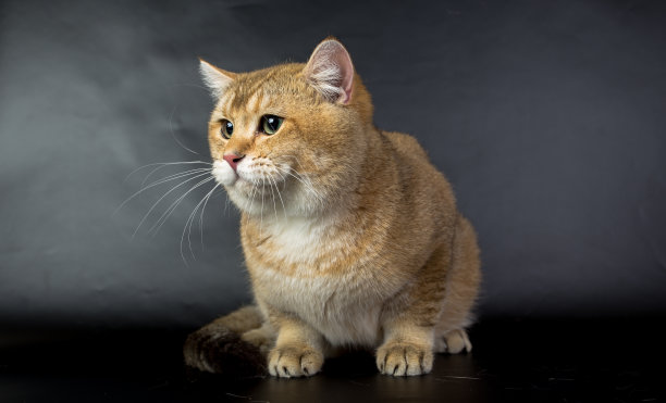 英国黄金，猫孤立在黑色背景，工作室照片图片下载