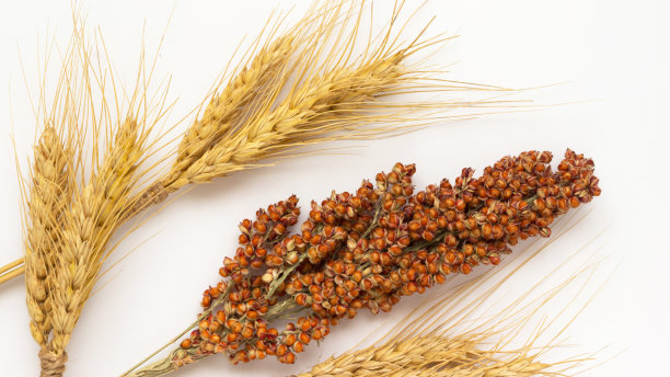 黄小麦的小穗和红高粱的小枝图片下载