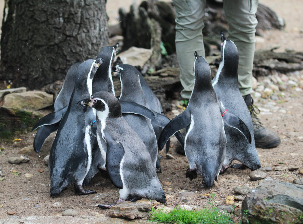洪堡企鹅图片下载