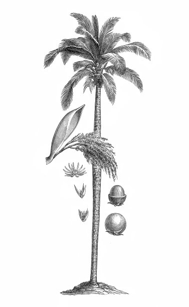 安第斯蜡棕榈-锡兰图片下载