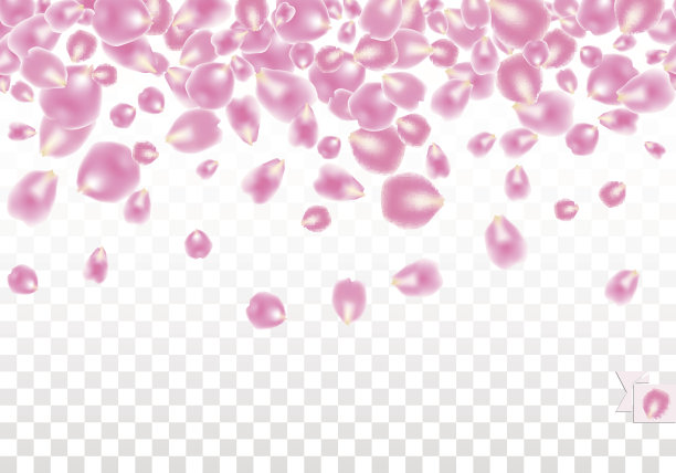 无缝边框背景与分散的玫瑰花瓣孤立的白色透明背景。矢量图图片下载