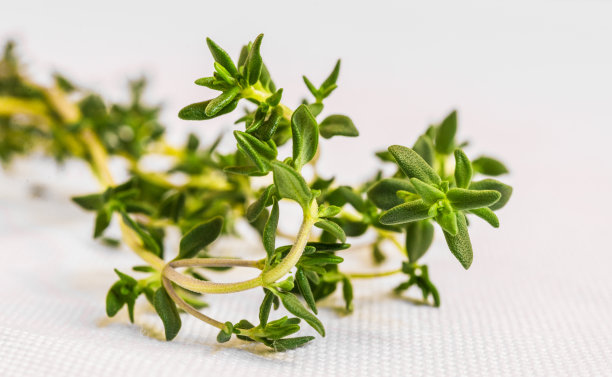 近距离微距照片的新鲜百里香药草枝孤立在白色图片下载