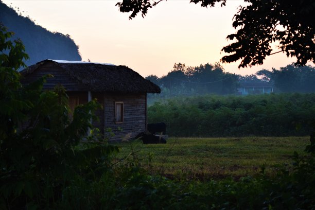 烟草农场图片下载
