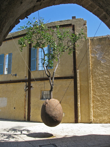 没有根的雅法树图片下载