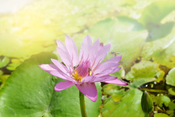 粉红色和紫色的睡莲在阳光下图片下载