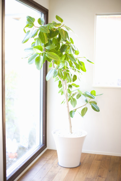 观叶植物图片下载