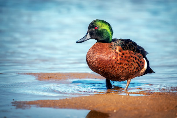 鸭子在湖里涉水图片下载