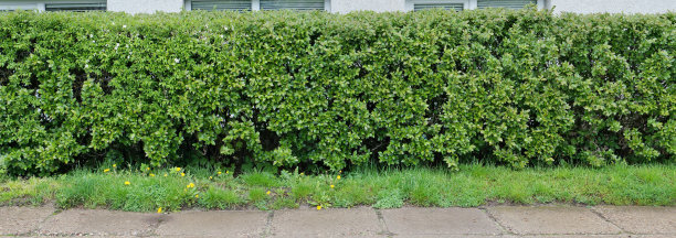 公共城市建筑附近的一长排春天的绿色装饰灌木。图片下载