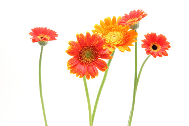 白色背景中的德兰士瓦雏菊素材图片