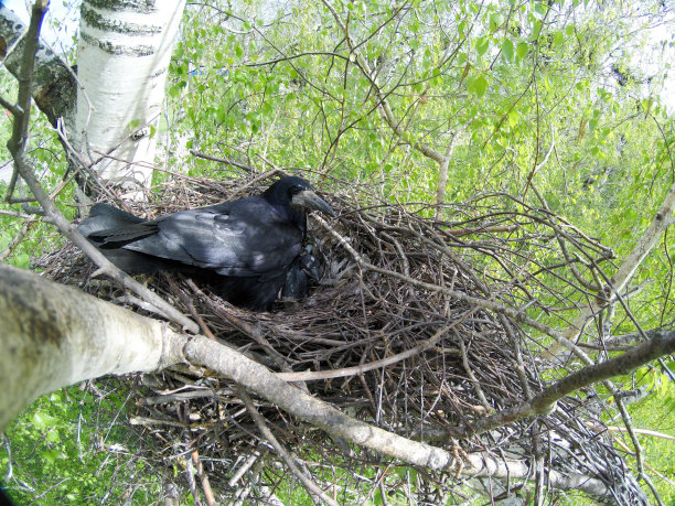 乌鸦座frugilegus。大自然中白嘴鸦的巢穴。素材图片