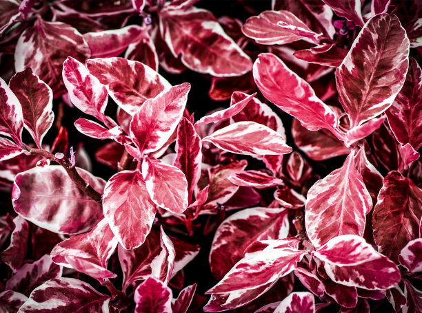 真实的自然植物叶子的特写图片下载