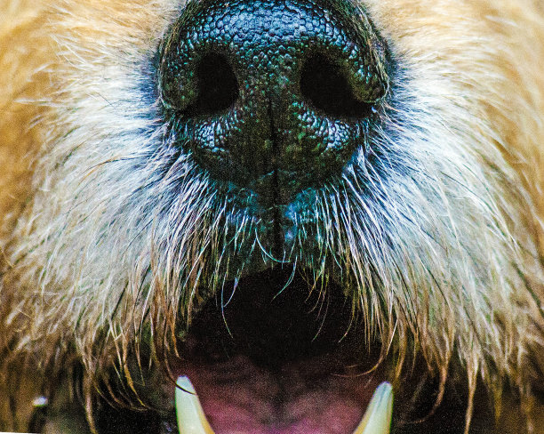 狗的鼻子图片下载