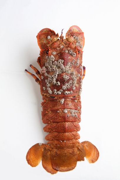 六月六日图片下载