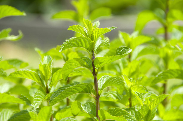 薄荷照片素材ID：309470544