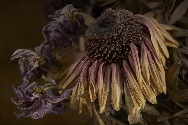 枯萎的花朵图片下载