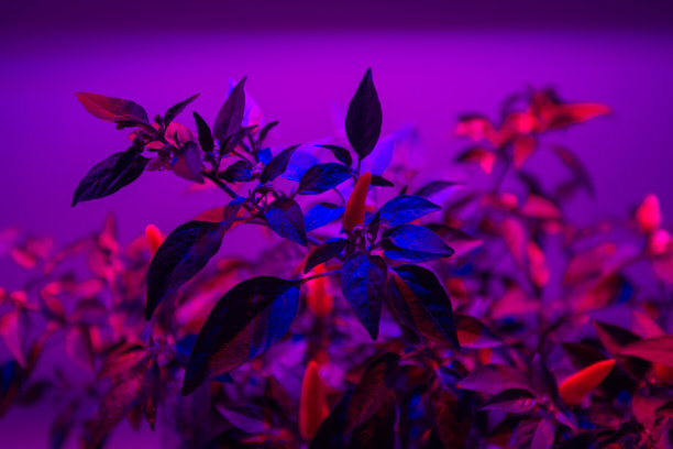 LED灯照明植物图片下载