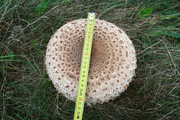 测量大风筝图片下载