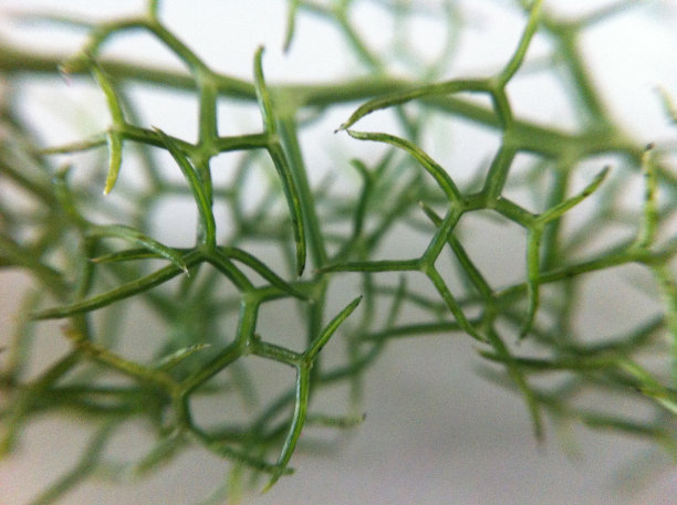 植物的花图片下载